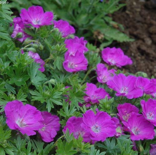 Geranium sanguineum 'Max Frei'