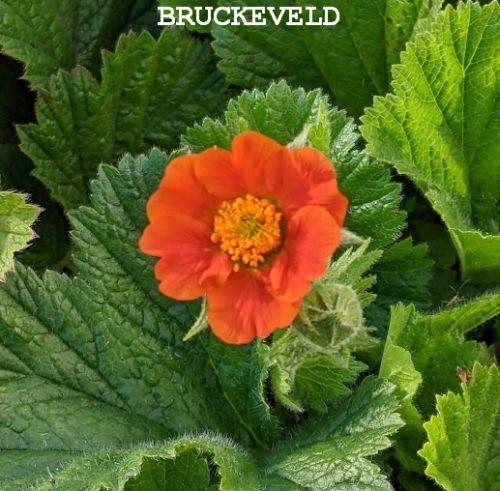 Geum 'Borisii'  (coccineum)