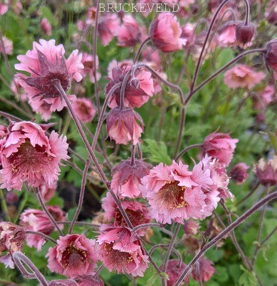 Geum 'Pink Fluffy'
