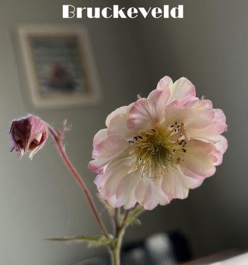 Geum 'Pretticoats Peach'