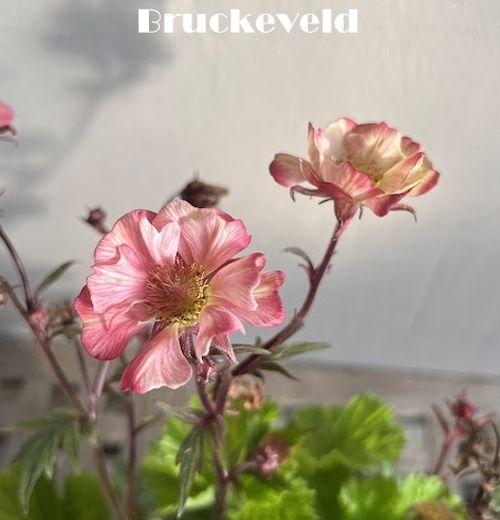 Geum 'Pretticoats Peach'