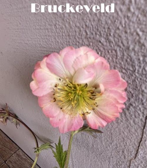 Geum 'Pretticoats Peach'