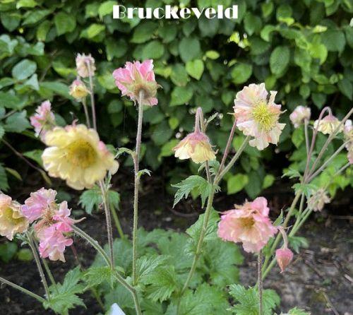 Geum 'Pretticoats Peach'