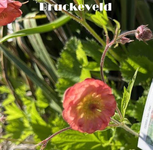 Geum 'Salmon Delight'