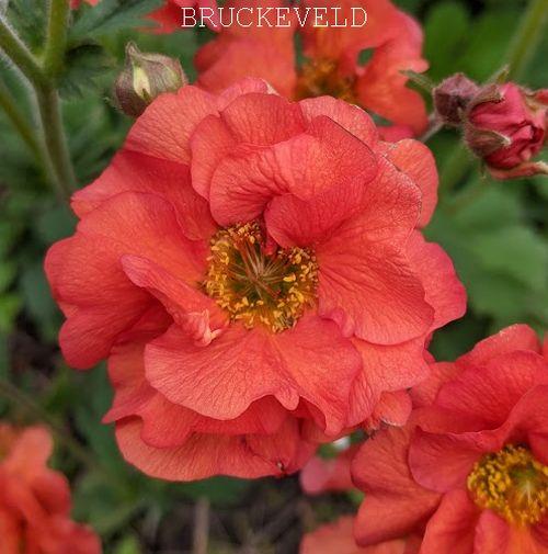 Geum 'Scarlet Tempest' PBR