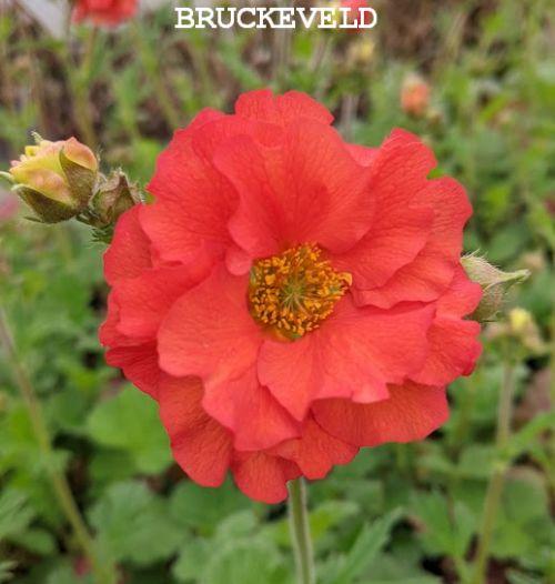 Geum 'Scarlet Tempest' PBR