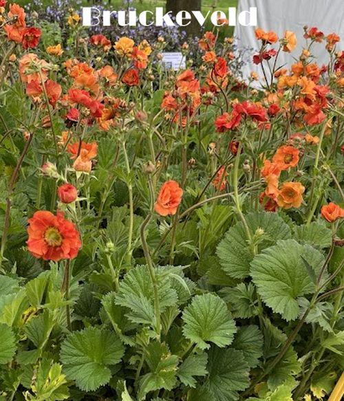 Geum 'Scarlet Tempest' PBR