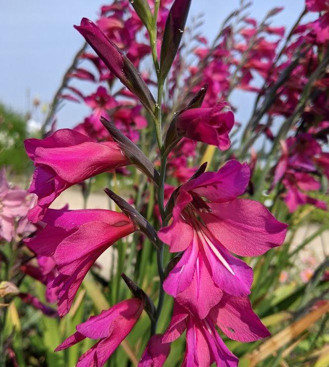 Gladiolus communis ssp. byzantinus