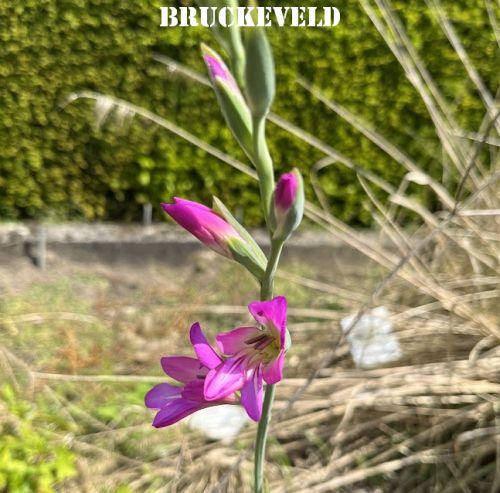 Gladiolus communis ssp. byzantinus
