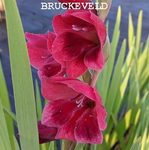 Gladiolus  papilio 'Ruby'
