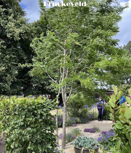 Gleditsia triacanthos 'Sunburst'