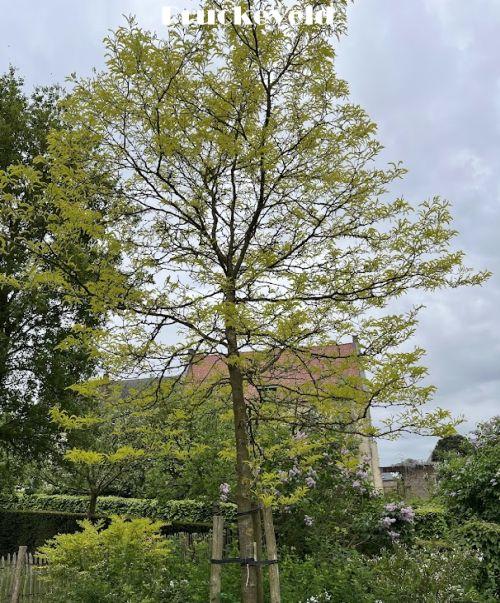 Gleditsia triacanthos 'Sunburst'
