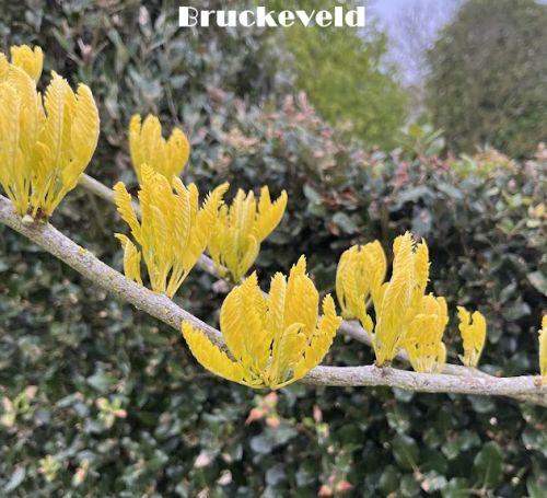 Gleditsia triacanthos 'Sunburst'