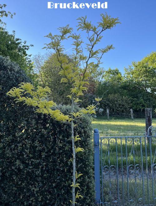 Gleditsia triacanthos 'Sunburst'