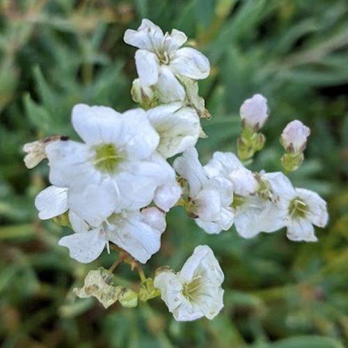 Gypsophila repens 'Alba' (Filou Weiss)