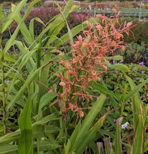 Hedychium aurantiacum