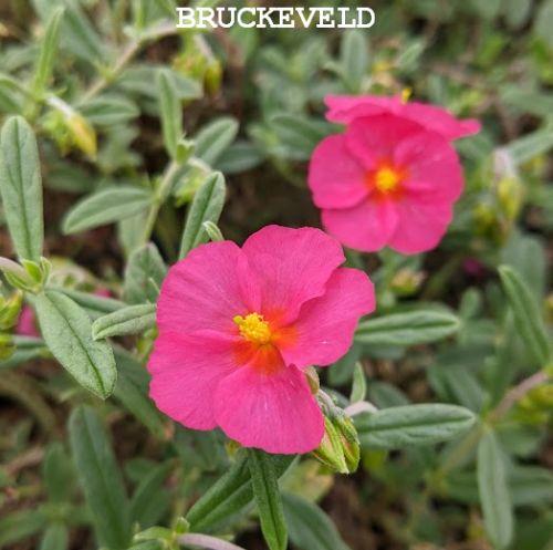 Helianthemum 'Ben Hope'