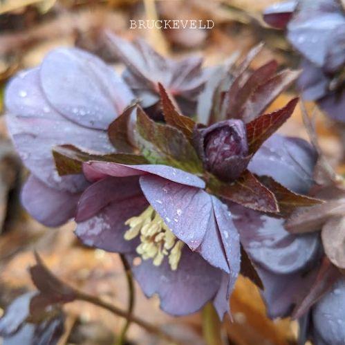 Helleborus ori.  'Black'