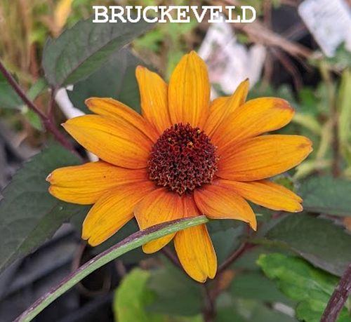 Heliopsis helianthoides scabra 'Bleeding Heart'