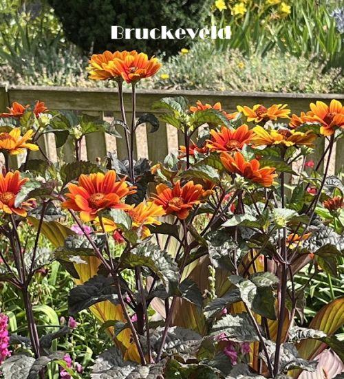 Heliopsis helianthoides scabra 'Bleeding Heart'