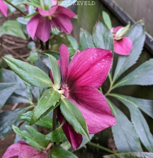 Helleborus ori.  'Bordeaux'