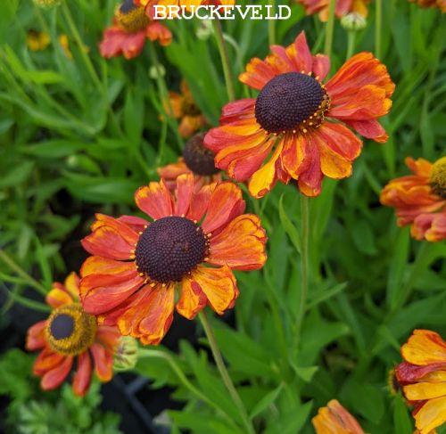 Helenium 'Christine'