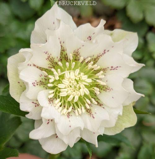 Helleborus ori.  'Double'
