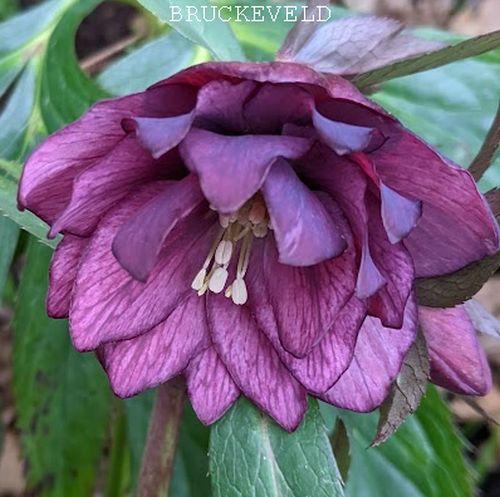 Helleborus ori.  'Double'
