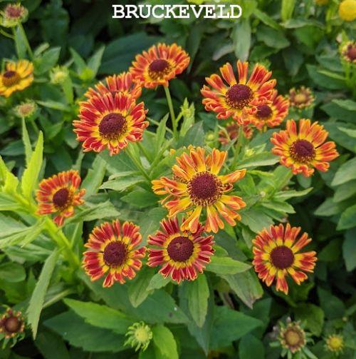 Helenium 'Fuego' PBR