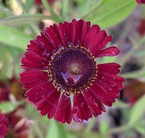 Helenium 'Hot Lava'
