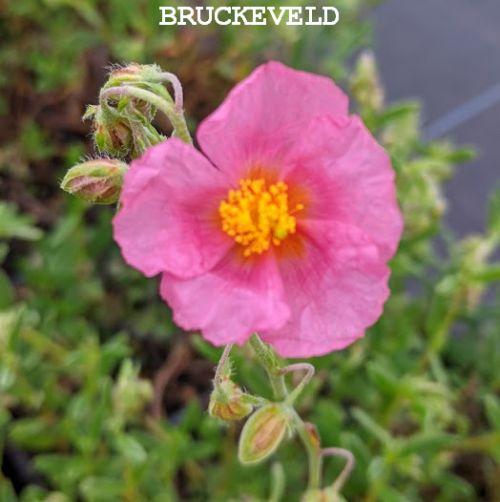 Helianthemum 'Lawrensons Pink'
