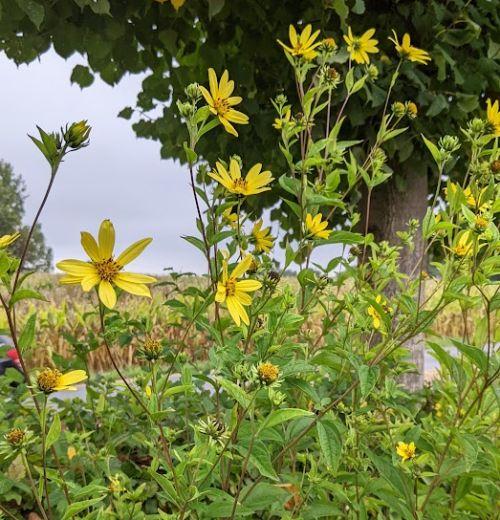 Helianthus 'Lemon Queen'