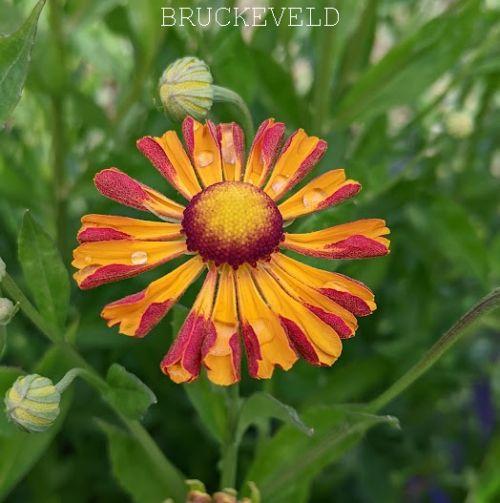 Helenium 'Rauchtopaz'