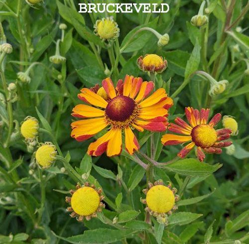 Helenium 'Rauchtopaz'