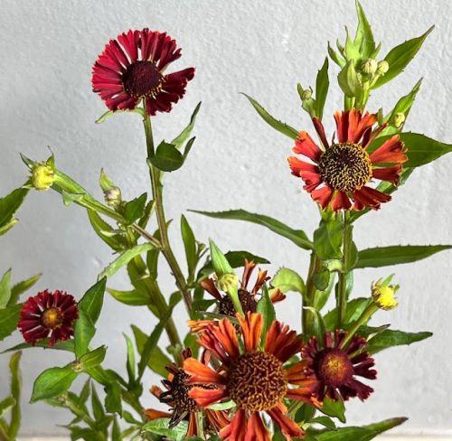 Helenium 'Red'