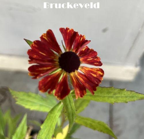Helenium 'Red'