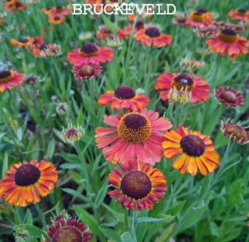 Helenium 'Sahin's Early Flowerer'