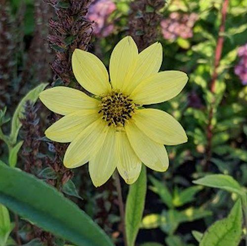 Helianthus giganteus 'Sheila's Sunshine'