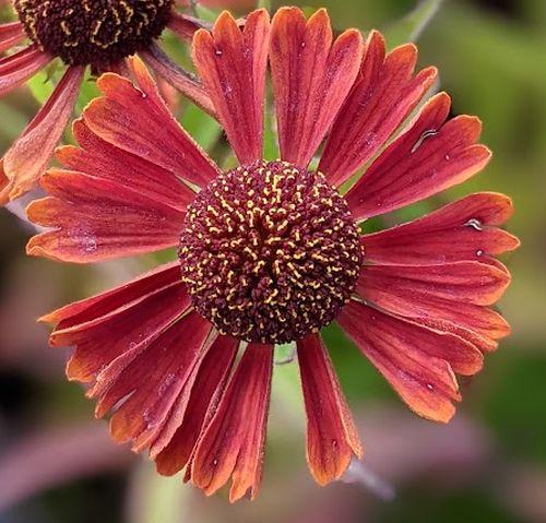Helenium 'Siesta' PBR