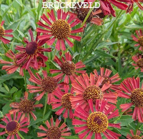 Helenium 'Siesta' PBR
