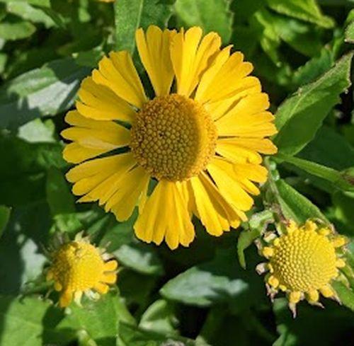 Helenium 'Sombrero'