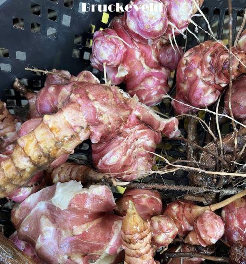 Helianthus tuberosus aardpeer