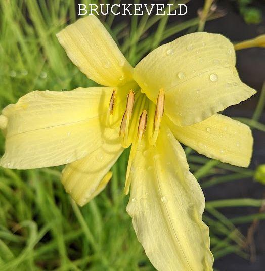 Hemerocallis altissima