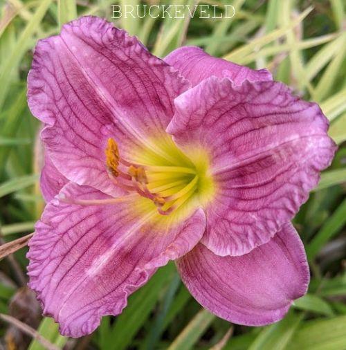 Hemerocallis 'Siloam New Toy'
