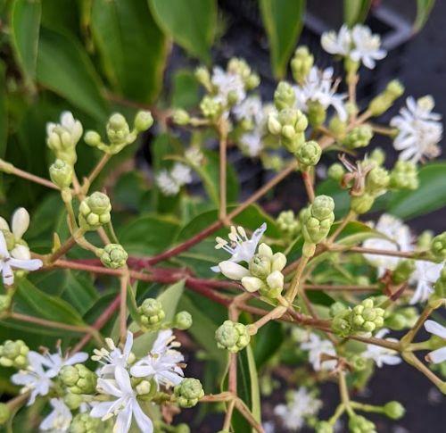 Heptacodium miconioides MEERSTAMMIG