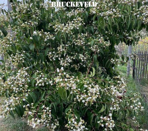 Heptacodium miconioides