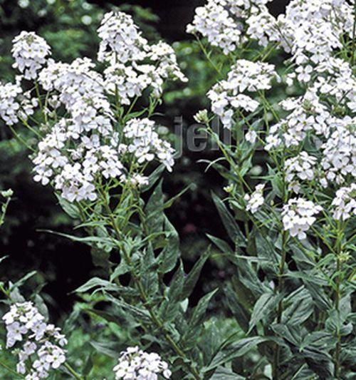 Hesperis matronalis 'Alba'