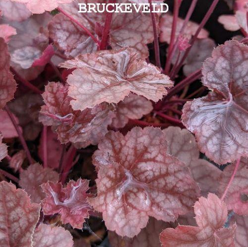 Heuchera 'WC 'Americano'