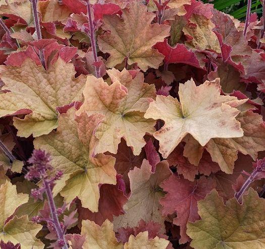 Heuchera 'Caramel' PBR