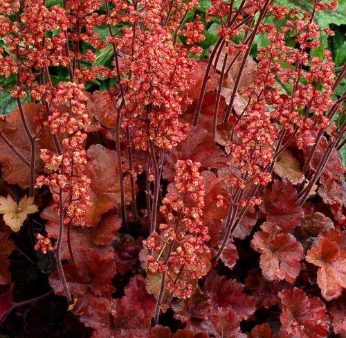 Heuchera 'Cherry Cola' PBR